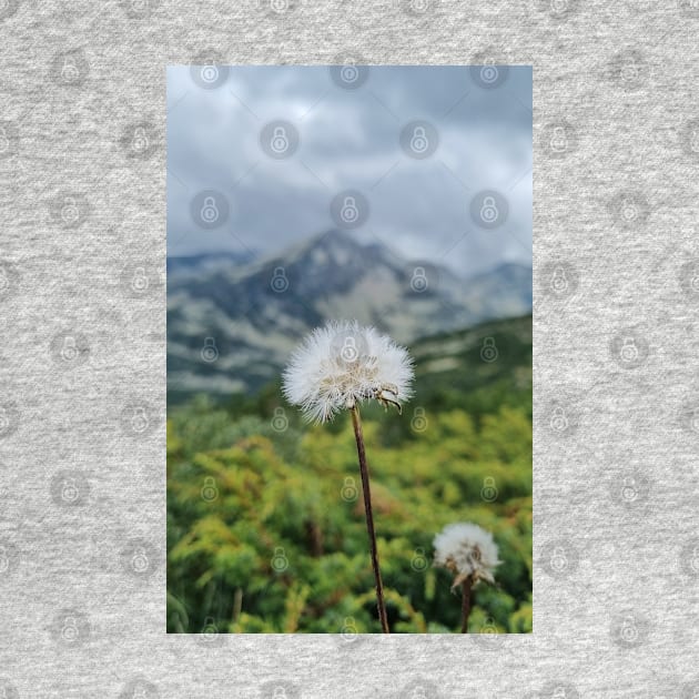 Mountain Dandelion by Anastasia-03